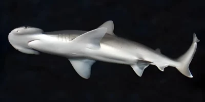 Schaufelnasen-Hammerhai Sphyrna tiburo mit schwarzem Hintergrund