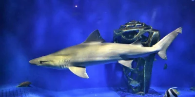 Schildzahnhai Odontaspis ferox im Aquarium