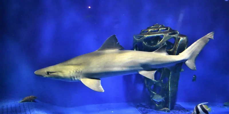 Schildzahnhai Odontaspis ferox im Aquarium