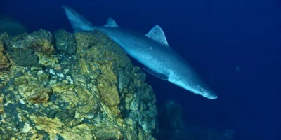 Schildzahnhai Odontaspis ferox in der Tiefsee über einem steinigen Riff