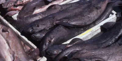 Schokoladenhaie Dalatias licha in einer Kiste auf einem Markt in Spanien