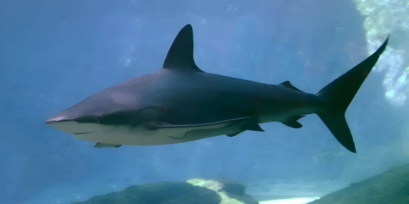 Schwarzhai Carcharhinus obscurus in UShaka Sea World