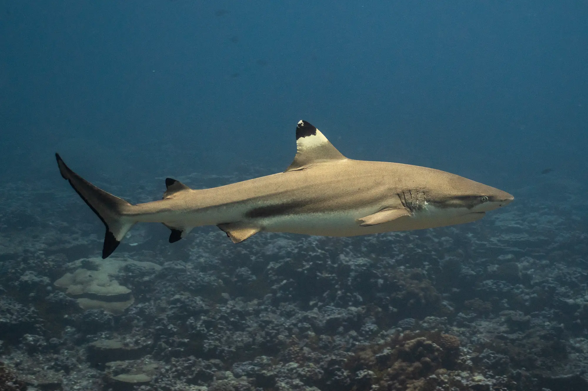 Schwarzspitzen riffhai carcharhinus melanopterus