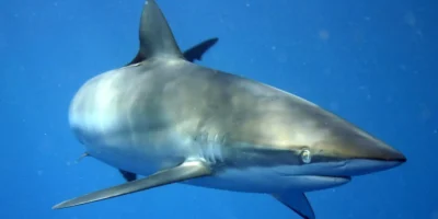 Seidenhaai Carcharhinus falciformis vor Kuba