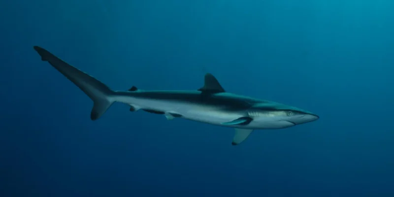 Seidenhai carcharhinus falciformis im blauwasser