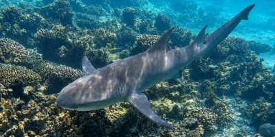 Sichelflossen-Zitronenhai Negaprion acutidens schwimmt über Riff