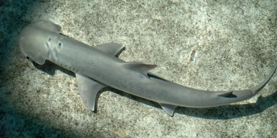 Sphyrna vespertina