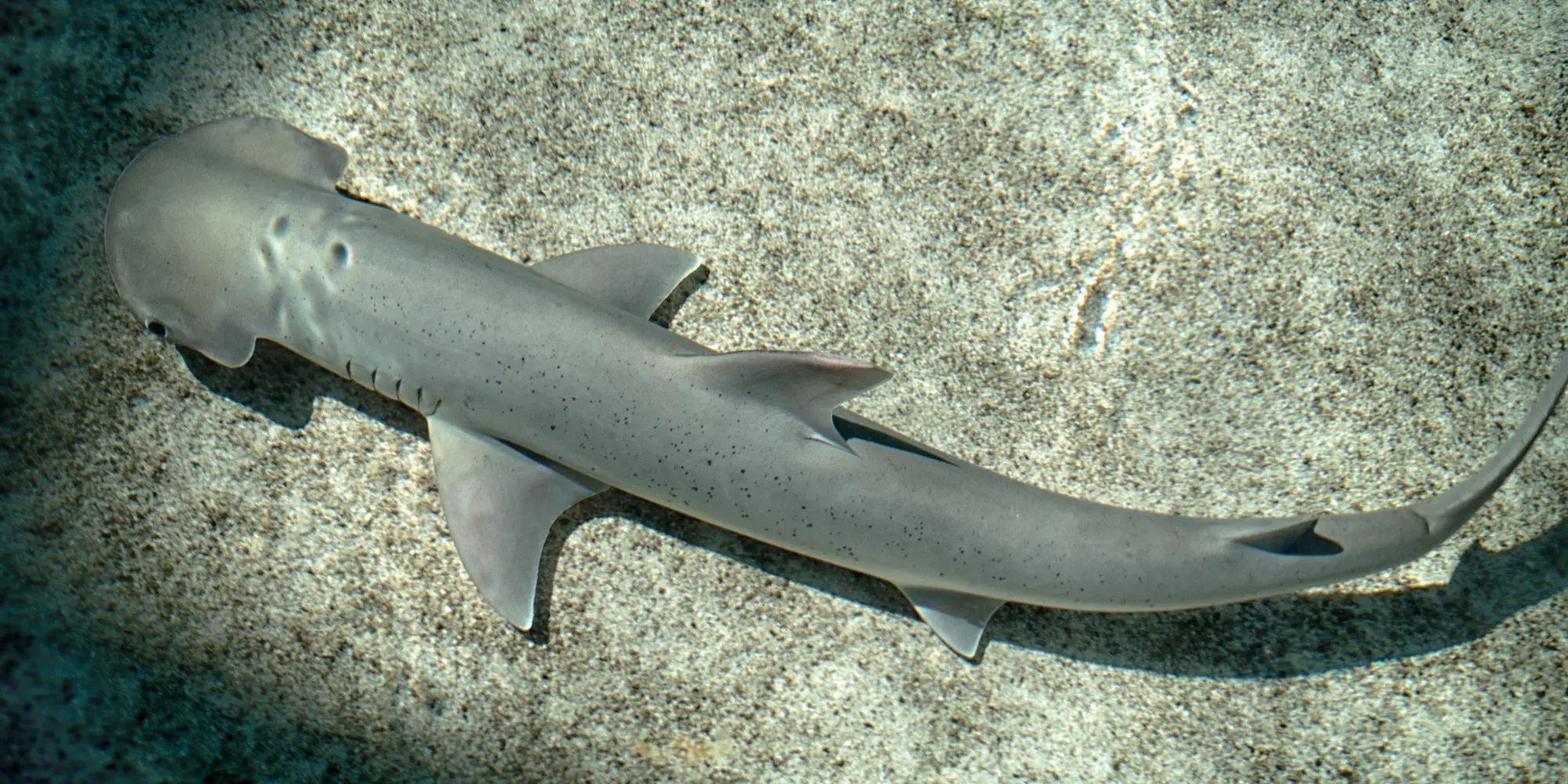 Sphyrna vespertina