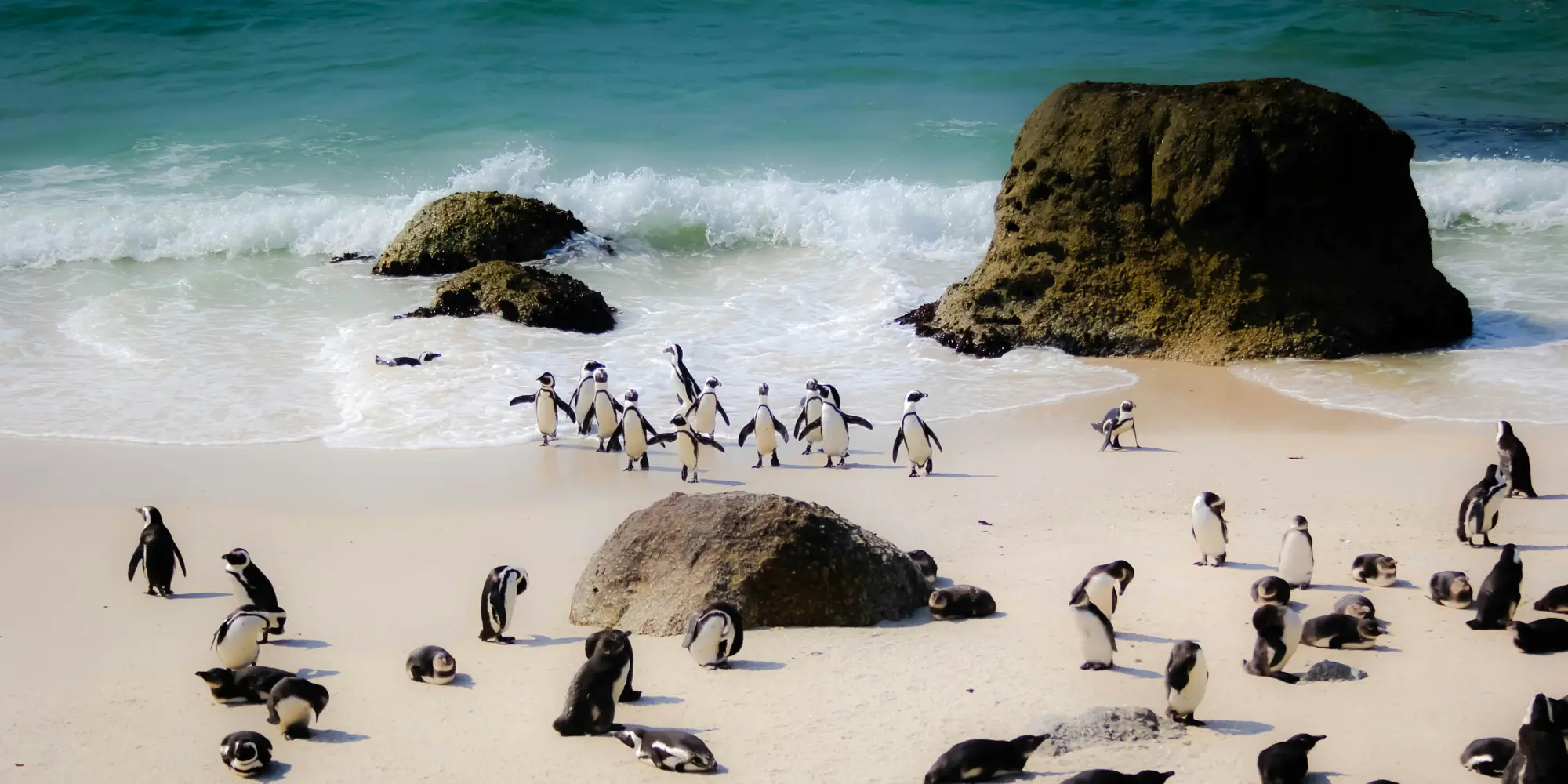 Südafrika tauchen mit haien pinguine am strand