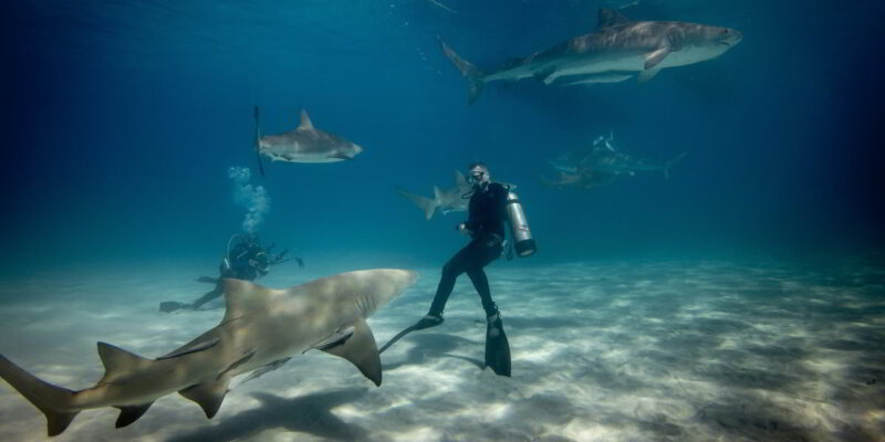 Taucher im wasser mit mehreren haien