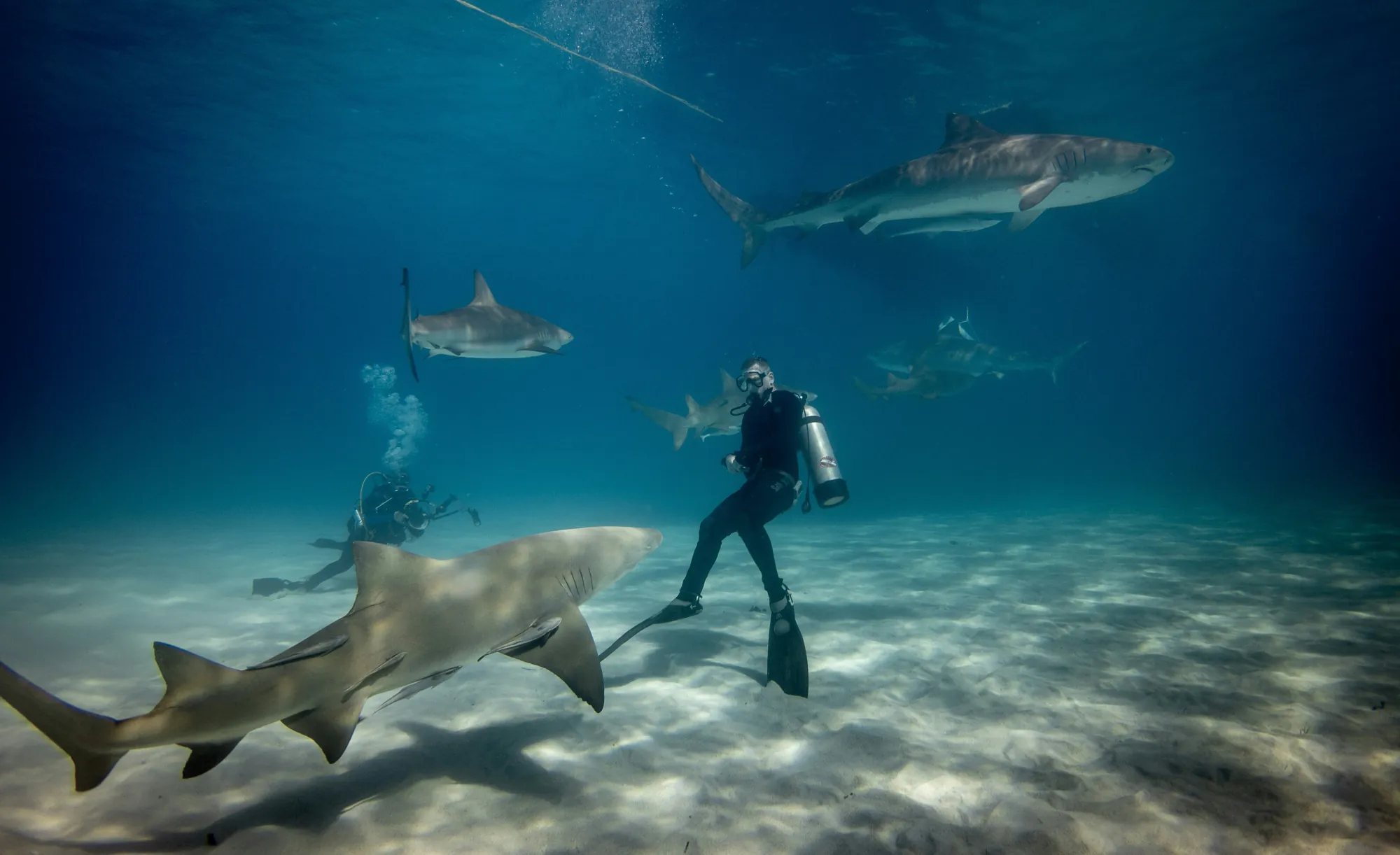 Taucher im wasser mit mehreren haien