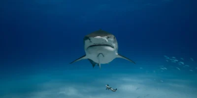 Tigerhai galeocerdo cuvier frontal