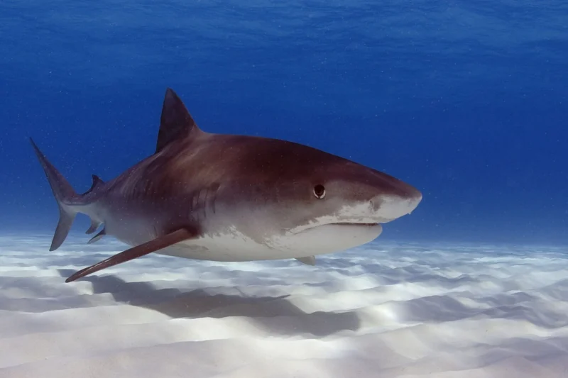Tigerhai galeocerdo cuvier in flachem wasser über weißem sand