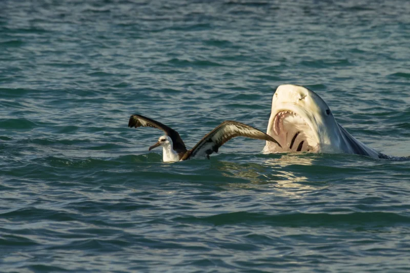 Tigerhai galeocerdo cuvier jagd albatross an wasseroberfläche