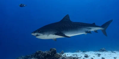 Tigerhai Galeocerdo cuvier schwimmt über Sand