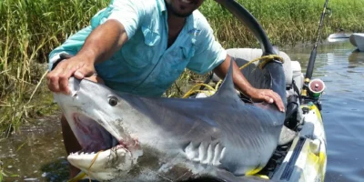Tigerhai mit Angler in einem Kayak