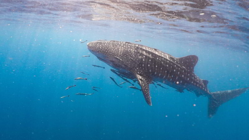 Walhai rhincodon typus
