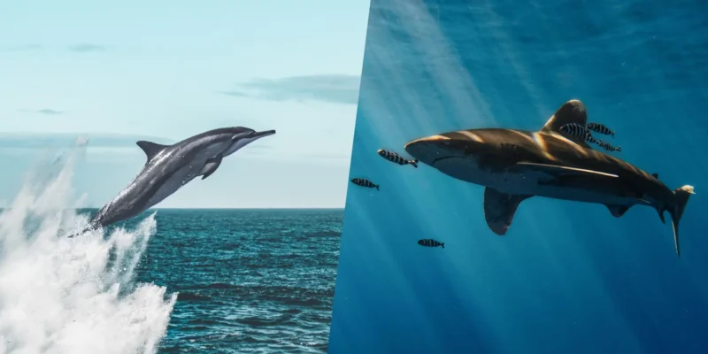 Warum manche haie delfine meiden