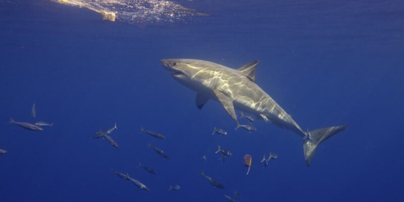 Weißer hai carcharodon carcharias von der seite schwimmt zum köder