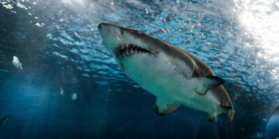 Weißer hai carcharodon carcharias von unten vorne
