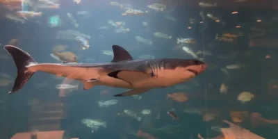 Weißer Hai im Aquarium in Südkorea