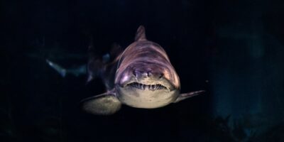 Weißer hai von vorne mit scharfen zähnen