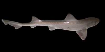 Weißgefleckter Glatthai Mustelus asterias in südlicher Nordsee