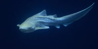 Zebrahai Stegostoma tigrinum