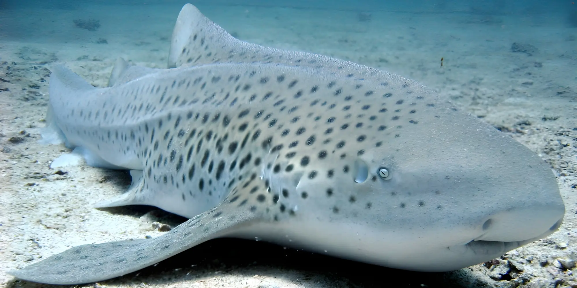 Zebrahai Stegostoma tigrinum thailand liegt auf sandigem grund