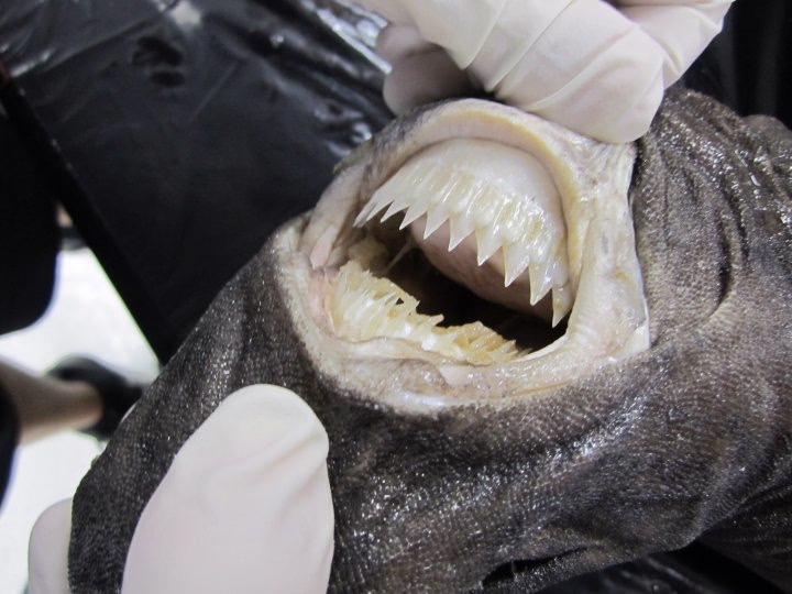 Zigarrenhai isistius brasiliensis zähne gebiss