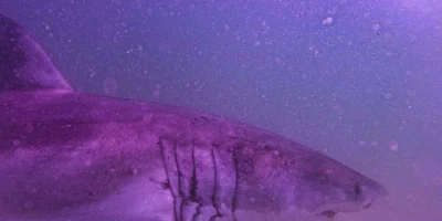 Kopf und Kiemenspalten des Weißen Hais AAron im Wasser vor Cape Cod