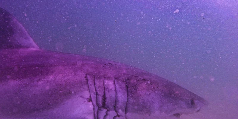 Kopf und Kiemenspalten des Weißen Hais AAron im Wasser vor Cape Cod