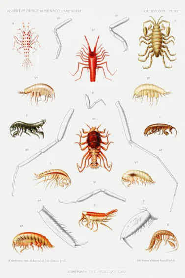 Illustration historique d’amphipodes de l’Atlantique Nord Planche scientifique historique montrant différents amphipodes de l’Atlantique Nord