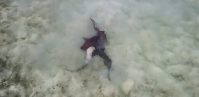 Ammenhaie bei der Paarung im flachen Wasser vor Anegada