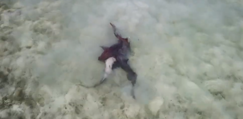 Ammenhaie bei der Paarung im flachen Wasser vor Anegada