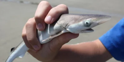 Junger Hai wird am Strand in einer Hand gehalten