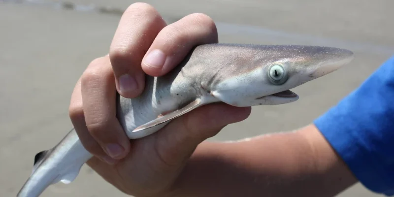 Junger Hai wird am Strand in einer Hand gehalten