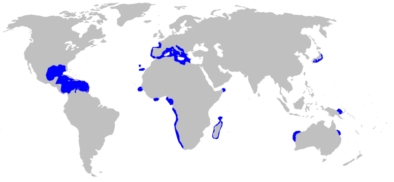 Barroso Centrophorus granulosus mapa de distribuição