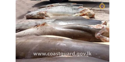 Beschlagnahmtes totes Fuchshai-Fleisch auf einer Ladefläche in Negombo