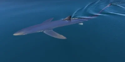 Blauhai schwimmt vor Almuñécar nahe der Meeresoberfläche