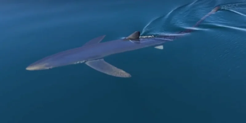 Blauhai schwimmt vor Almuñécar nahe der Meeresoberfläche