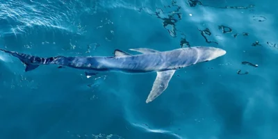 Blauhai Prionace glauca nahe der Wasseroberfläche