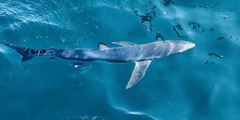 Blauhai Prionace glauca nahe der Wasseroberfläche