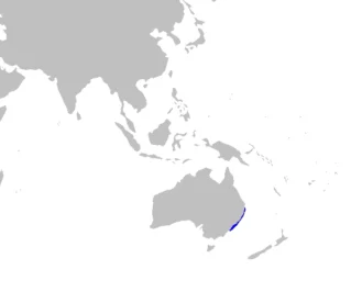 Blind shark Brachaelurus waddi distribution map