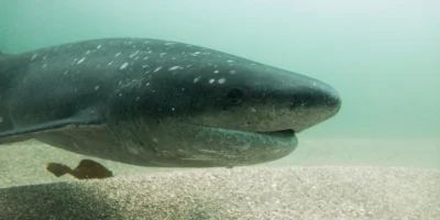 Nahaufnahme eines Breitnasen-Siebenkiemerhais unter Wasser