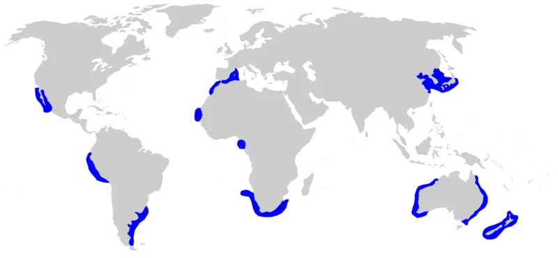 Bronze whaler shark Carcharhinus brachyurus range map