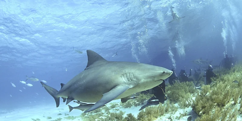 Bullenhai (Carcharhinus leucas) über dem Meeresboden auf den Bahamas