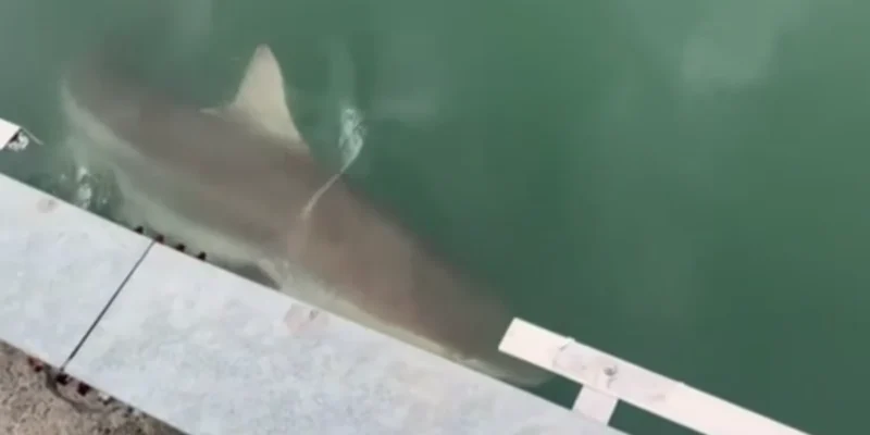 Großer Hai unmittelbar neben der Uferkante im Kanal des North Port Waterfront Park in Busan