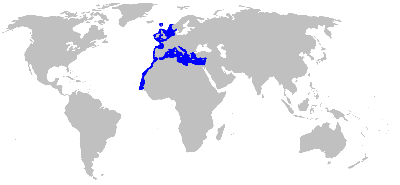 Carte de répartition du chien espagnol (Galeus melastomus)
