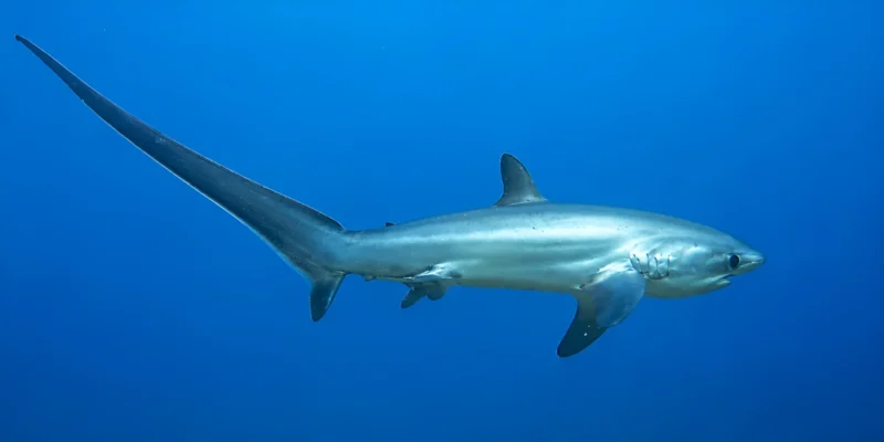 Common thresher shark Alopias vulpinus